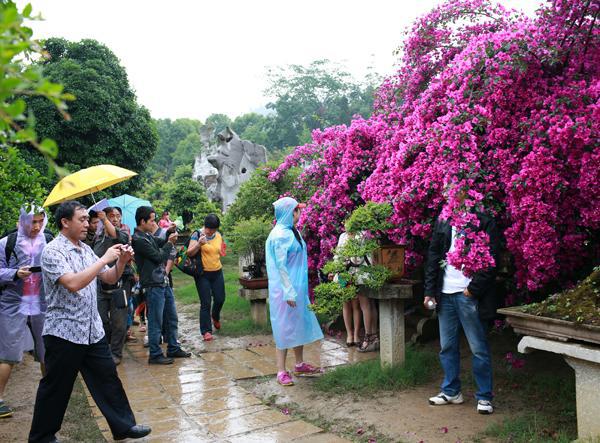 盆景园游客拍照留念