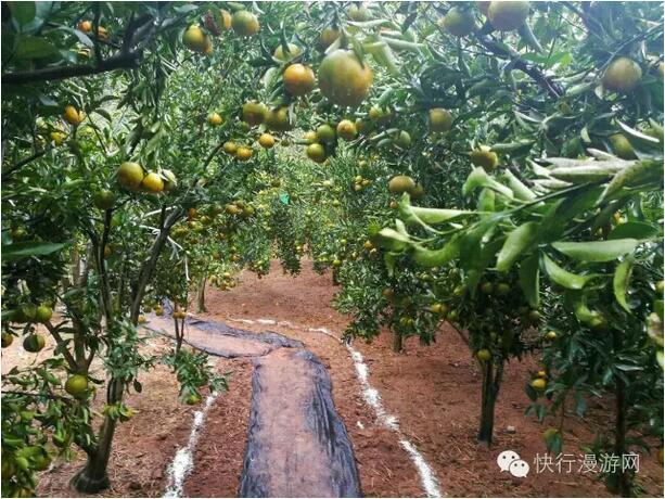 QQ截图20161130091454