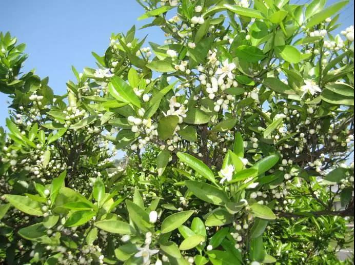 微信图片_20180828094411