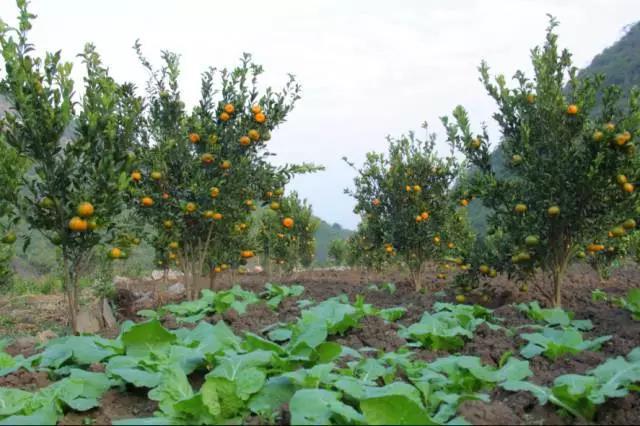 微信图片_20171127093611